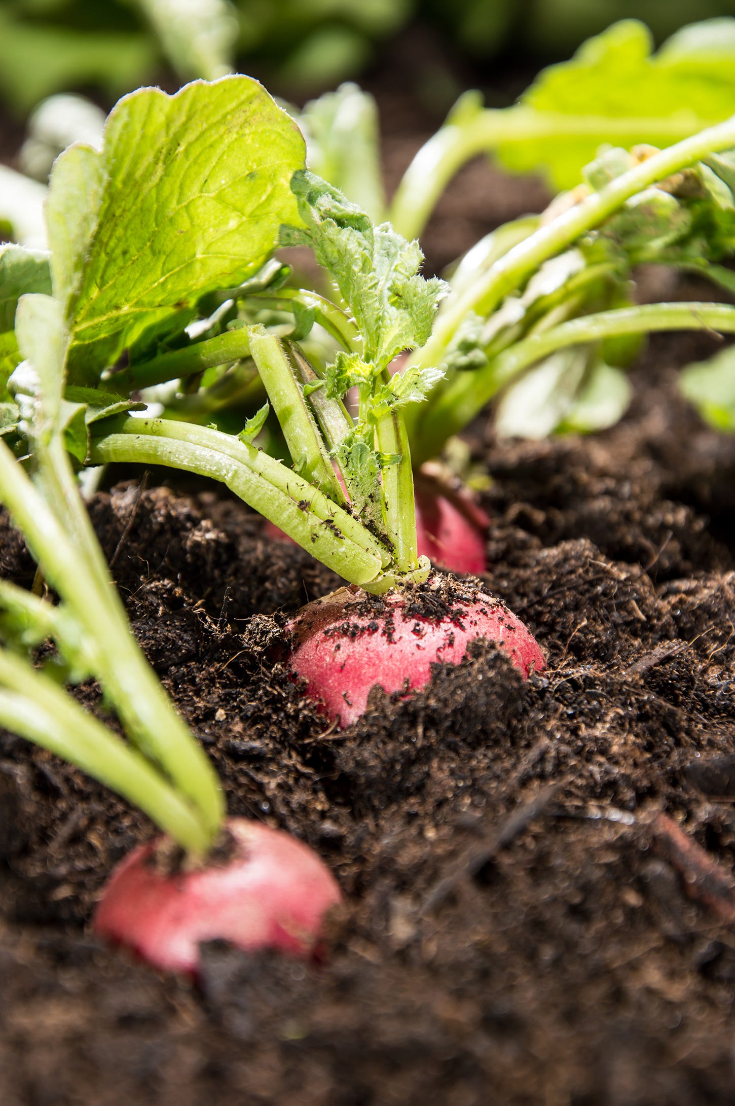 indoor vegetable garden mini indoor vegetable garden indoor vegetable garden ideas how to grow vegetables indoors indoor vegetable garden mini indoor vegetable garden indoor vegetable garden ideas how to grow vegetables indoors